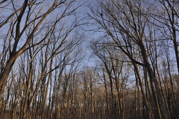 trees and blue sky