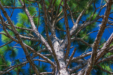 Pine tree against the blue sky
