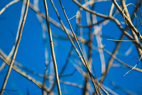 Bare branches against the blue sky