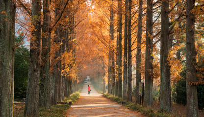 붉은 메타세콰이아 가로숫길