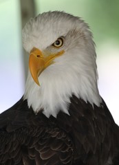 portrait of an eagle