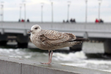 Mewa