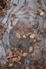  winter walk  with leaves and ice