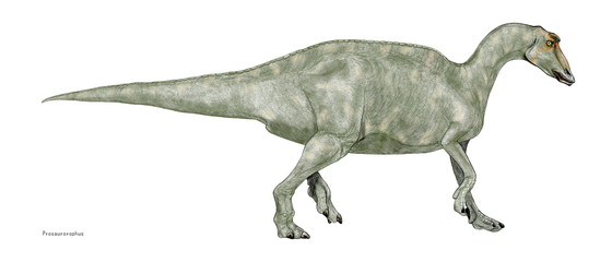 Obraz na płótnie Canvas プロサウルロロフス　この恐竜の化石は北アメリカの白亜紀後期の地質から発見された。ハドロサウルス類、いわゆるカモノハシ竜の仲間。全長9メートル。目の前には鼻骨が伸長し、側面が窪んだ小さな瘤がある。カモのような平らな嘴で植物をはみ、口の奥に詰まった数百もの歯で植物をすりつぶして食べていた。歯は摩耗するとスペアと入れ替わるデンタルバッテリーであり、植物食に特化した種属である。