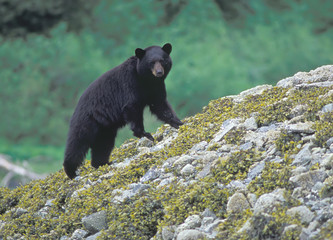 Black bear on beach, Dundas Bay, Glacier Bay