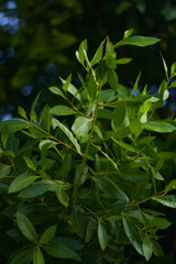 green leaves of plant