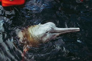 Boto cor de rosa (pink douphin)