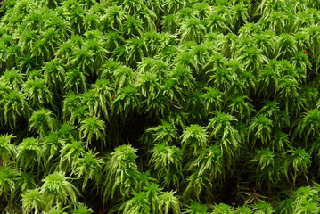 Moss Closeup, Alaska Rainforest