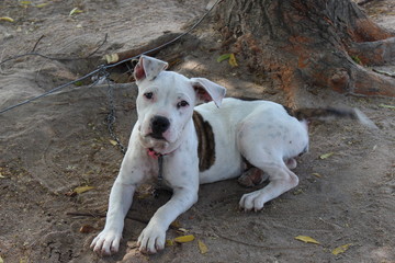 Obraz premium dog on beach