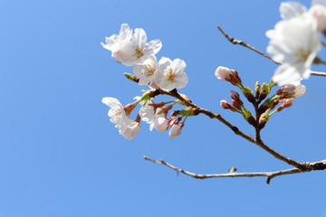 桜