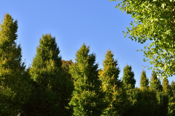 銀杏の街路樹の梢を撮影した写真