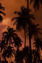 palm trees at sunset