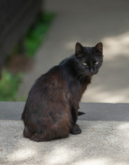 Portrait of a black cat on the background of the Park.