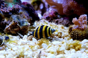 Bumble Bee Snail - ( Engina sp. ) 