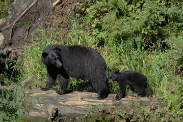 Caring Mama Black Bear