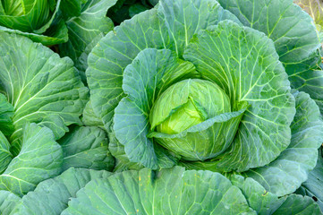 Fototapeta premium Fresh greens cauliflower for cooking