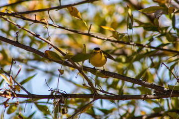 Pequeño pajaro amarillo en una rama. 