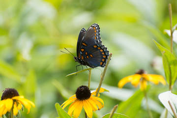 Butterfly 2019-187 / Red-spotted Purple Admiral (Limenitis arthemis)