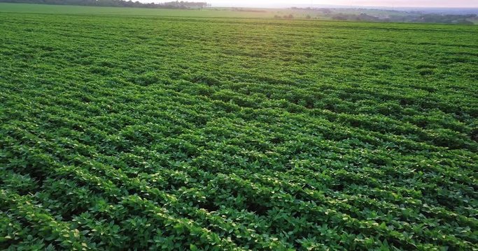 Aerial shot of soybean field ripening at spring season, agricultural landscape. Beautiful sunrise.