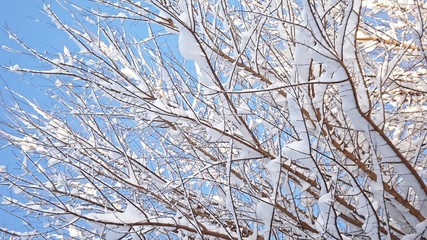 雪が積もった木の枝と青空