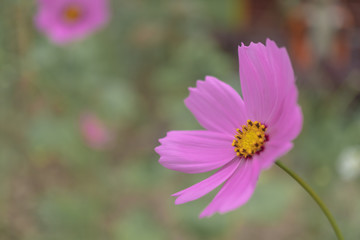 Obraz premium Selective focus of pink cosmos flower in garden with sunlight with copyspace.