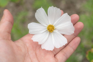 Selective focus of white cosmos flower in hand touch with sunlight with copyspace background.