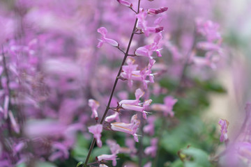 Selective focus on lavender flower with sunlight garden field.