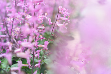 Selective focus on lavender flower with sunlight garden field.