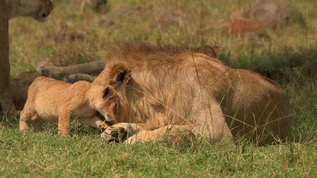 lion lioness family closeup shot in masai mara grassland