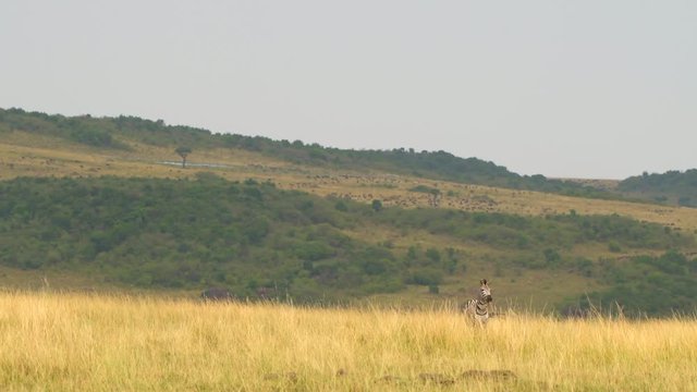 zebra migration closeup in masimara national reserve  grass land forest