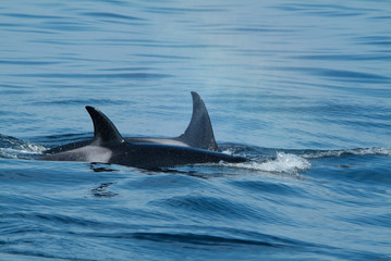 Two Orcas