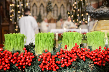 Young green Christmas wheat and decoration in Cathedral.  Christmas Midnight Mass in Church....