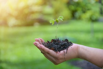 In the hands there are seedlings with a backdrop of mountains.environment Earth Day In the hands of trees growing seedlings.