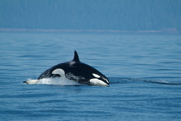 Breaching Orca