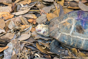 Small water turtle red-eared slider (Trachemys scripta elegans).