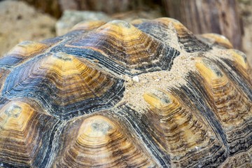 Small water turtle red-eared slider (Trachemys scripta elegans).
