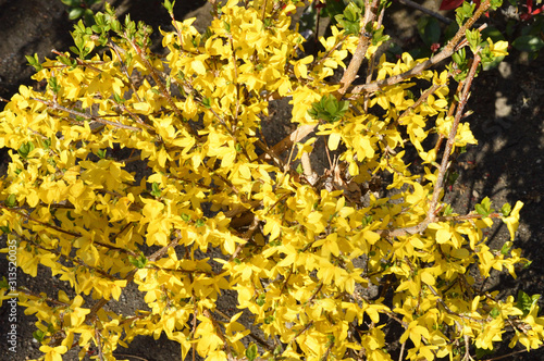 黄色に色づいた花を付けた春のレンギョウをハイアングルで撮影した写真 Bloom Wall Mural Blo Aki Shima