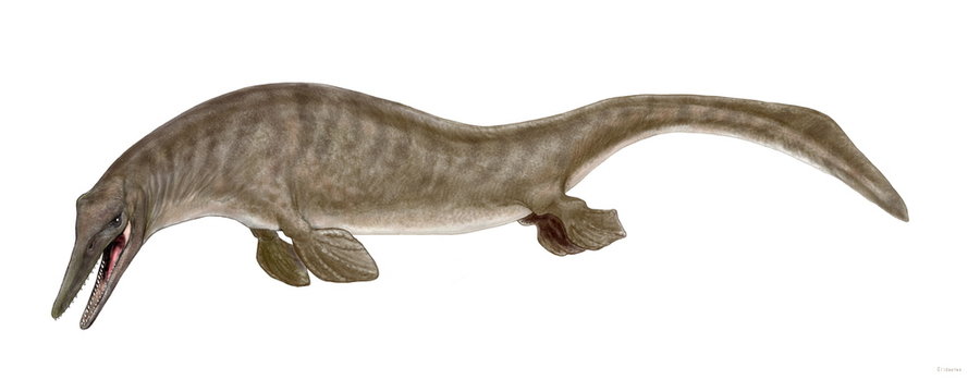 クリダステス　白亜紀後期の古代海棲爬虫類で小型のモササウルスといえる。全長は3メートル前後で同時期に海生生物の食物連鎖の頂点に位置したティロサウルスの腹部から骨が発見されている。