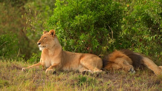 lion lioness sleeping in masai mara forest grass land family  closeup shot