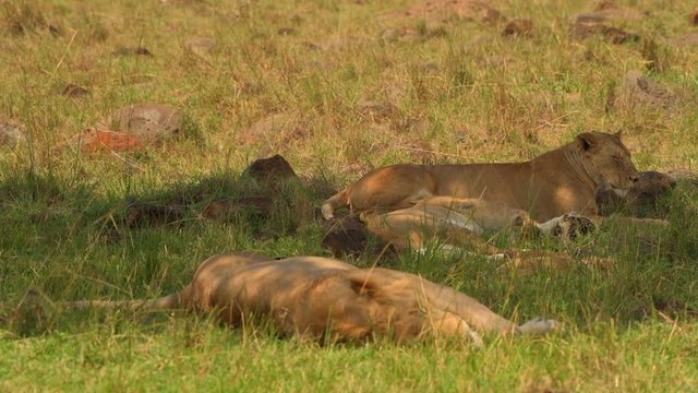 lion lioness sleeping in masai mara forest grass land family  closeup shot