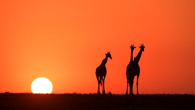 sunrise giraffe in masai mara national reserve grass land landscape video