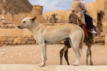 Obraz na płótnie Canvas A wild dog that lives near an ancient necropolis. Animals and people in Giza near Cairo. Anubis prototype guards the sacred pyramids.