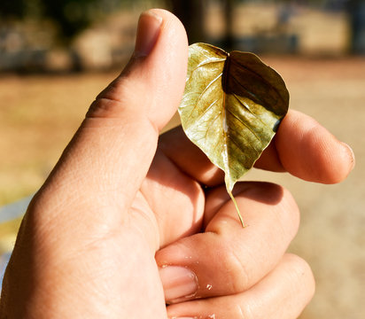 Golden leaf of spotted sicklefish, Drepane punctata tree, symbol of Buddhism tree in Thailand, in a gentle hand.