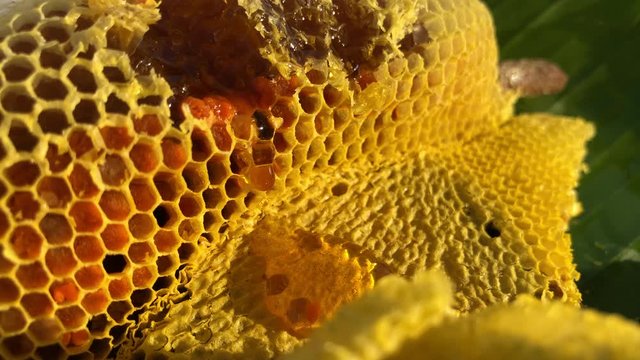 Sweet honey dripping from a honeycomb after harvest from tree.