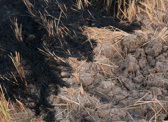 Burnt rice field at thailand