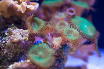 Aquarium Dwellers