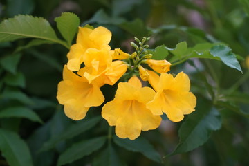 Golden Trumpet Vine's Yellow Flowers Choose Focus
