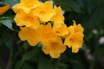 Golden Trumpet Vine's Yellow Flowers Choose Focus