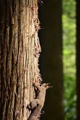木にしがみついて様子を窺うエゾリス