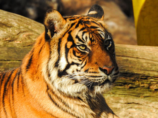 Bengal Tigar